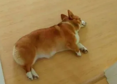 柯基犬讨厌主人的表现有哪些呢