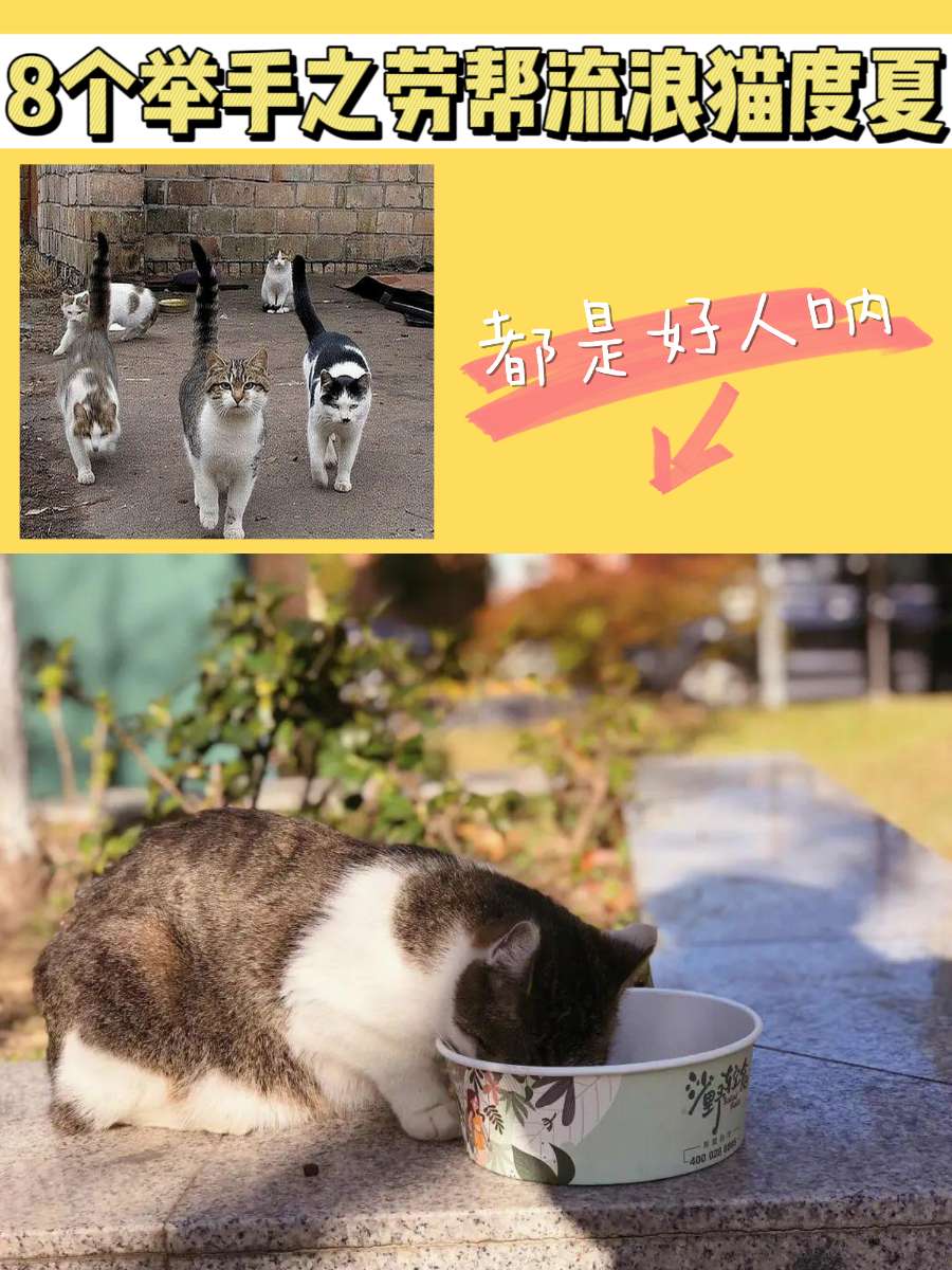 高温预警!8个举手之劳,帮流浪猫安全度夏 高温预警!8个举手之劳,帮流浪猫安全度夏