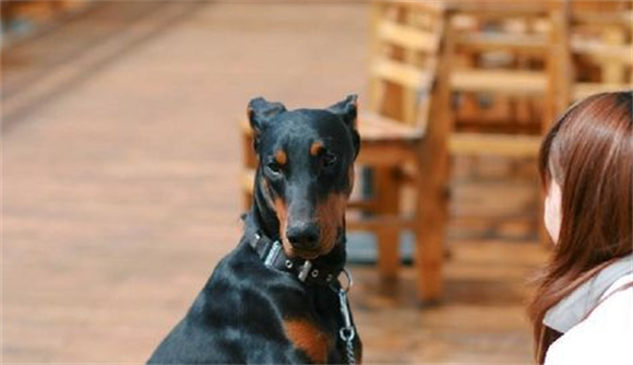修耳可以提高杜宾犬的听力吗? 修耳可以提高杜宾犬的听力吗?