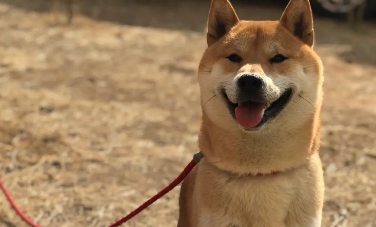 柴犬怎么养才能变成圆脸的 柴犬怎么养才能变成圆脸的