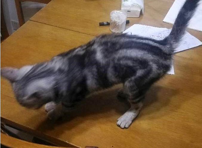 猫咪练习引体向上，在支撑不住时它却计上心头，看了不免让人称赞