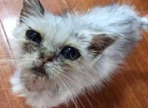 猫咪配对不成功怎么办？猫咪配不上什么情况？
