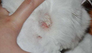 人得了猫癣猫癣怎么办?人得了猫癣猫癣怎么办用什么药膏? 人得了猫癣猫癣怎么办?人得了猫癣猫癣怎么办用什么药膏?