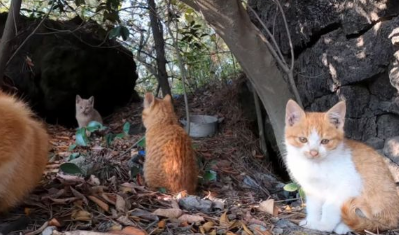 爬山时偶遇一窝流浪猫，大叔本想顺走小麻猫，下山后却被猫妈阻拦