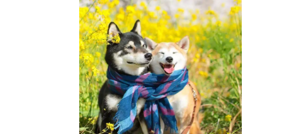 柴犬脚趾分叉,柴犬脚趾分叉的原因? 柴犬脚趾分叉,柴犬脚趾分叉的原因?