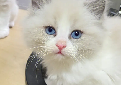 布偶猫赛级是什么意思?赛级布偶猫原来不是最漂亮的! 布偶猫赛级是什么意思?赛级布偶猫原来不是最漂亮的!