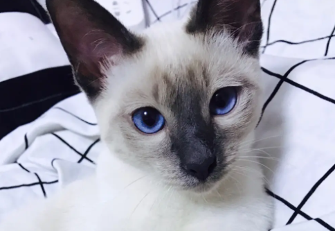 暹罗猫不吃猫粮怎么办?这是挑食的表现需要改过