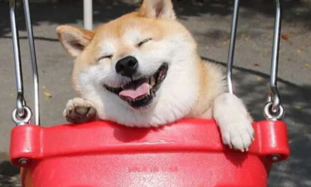 柴犬会在窝里拉屎吗?如何训练柴犬定点上厕所? 柴犬会在窝里拉屎吗?如何训练柴犬定点上厕所?