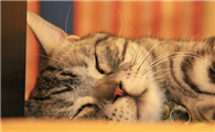 不可随意修剪猫胡子，很可能伤害爱猫，严重会导致走失！