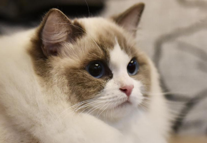 布偶猫爱叫吗?布偶猫性格怎样? 布偶猫爱叫吗?布偶猫性格怎样?