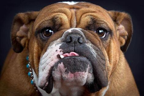 斗牛犬常见疾病,都有哪些症状? 斗牛犬常见疾病,都有哪些症状?