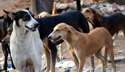 母犬发情的症状是什么?不妨来看看吧 母犬发情的症状是什么?不妨来看看吧