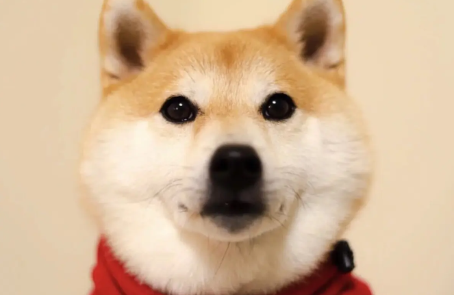 柴犬幼犬不吃饭,柴犬幼犬不吃饭是怎么回事? 柴犬幼犬不吃饭,柴犬幼犬不吃饭是怎么回事?