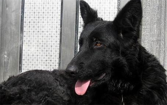 如何辨别比利时牧羊犬? 如何辨别比利时牧羊犬?