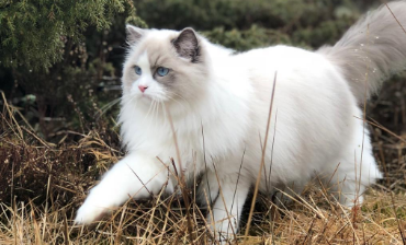 金吉拉和布偶猫配种可以吗 布偶猫和金吉拉配种要慎重