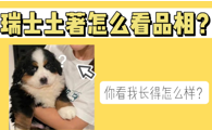 “瑞士土著”伯恩山犬怎么看品相？