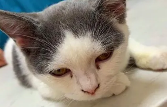 猫鼻子不通气怎么办? 猫鼻子不通气怎么办?