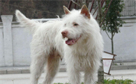 下司犬打猎好用吗