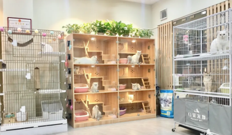 郑州宠物店寄养宠物多少钱一天