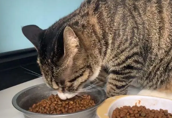 狸花猫吃饭和吃猫粮有什么区别呢