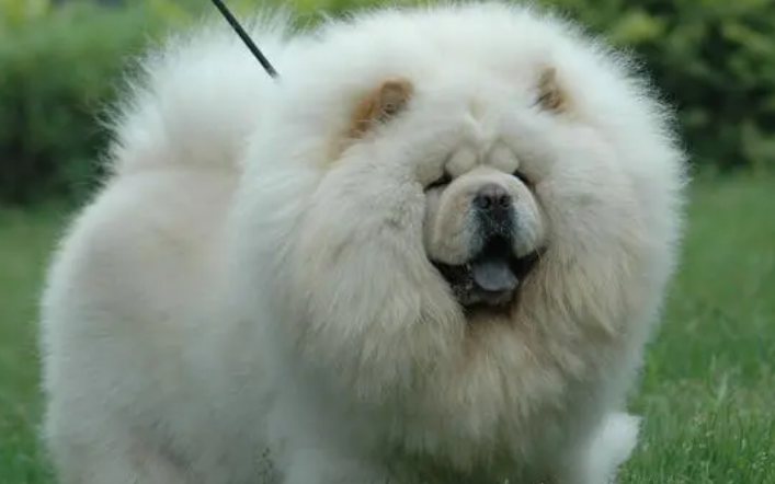 狗狗健康知多少?松狮犬常见的眼部疾病有哪些? 狗狗健康知多少?松狮犬常见的眼部疾病有哪些?