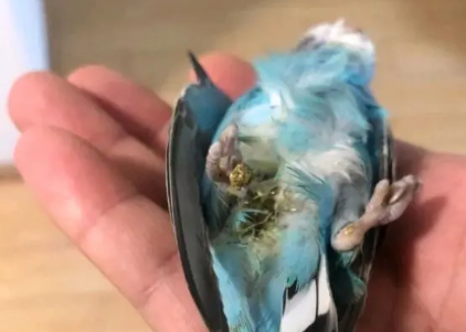 虎皮鹦鹉拉稀该怎么办呢 虎皮鹦鹉拉稀该怎么办呢