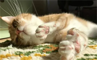 猫咪每天晒太阳多久合适