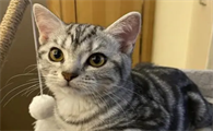 美短虎斑猫性格怎么样好不好
