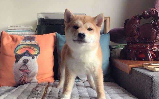柴犬能不能吃香蕉？柴犬吃香蕉要注意这个事项