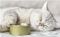 猫食欲不振的原因有哪些呢？