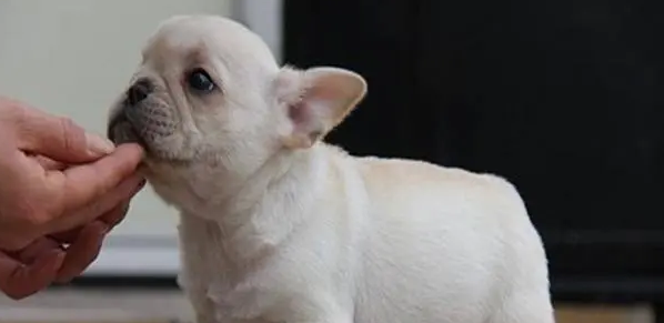 法斗犬的优缺点