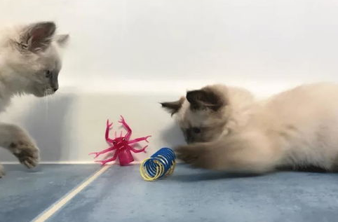 两只猫打架怎么办？一公一母