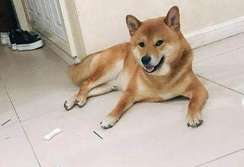 柴犬疯狂拆家怎么办? 柴犬疯狂拆家怎么办?