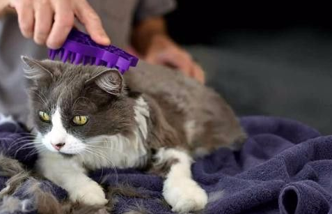 猫毛打结了梳不开怎么办？