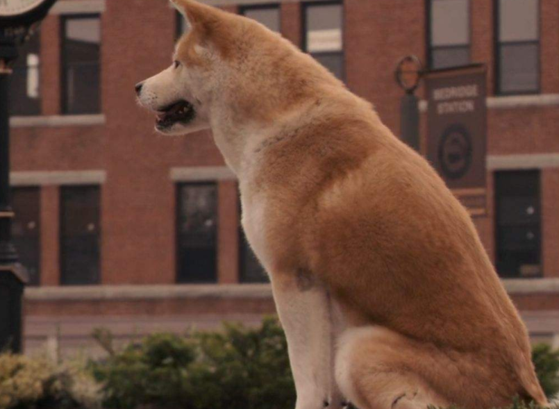 忠犬八公是什么狗？