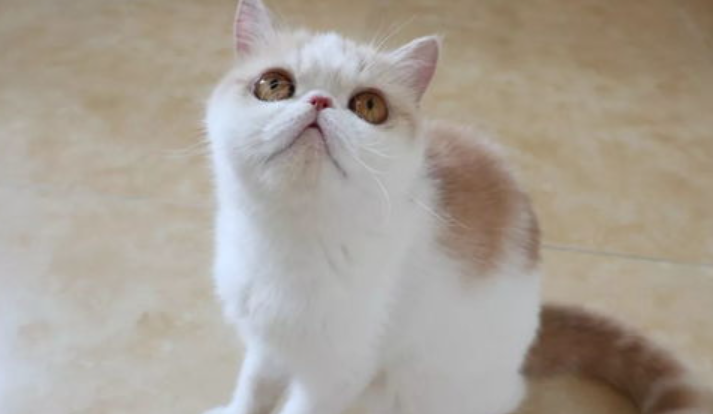 猫哭了怎么办?猫哭了会怎样? 猫哭了怎么办?猫哭了会怎样?