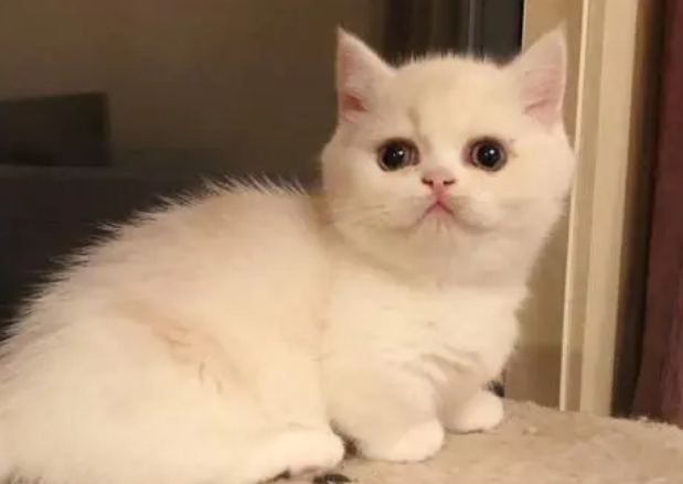 正规猫舍官网曼基康