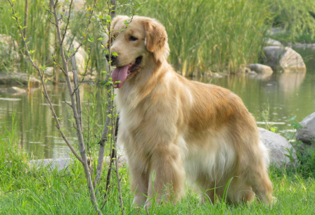 金毛是猎犬吗为什么
