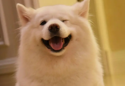 选购时如何观察萨摩耶犬是否健康? 选购时如何观察萨摩耶犬是否健康?