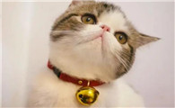 猫戴铃铛有什么影响不