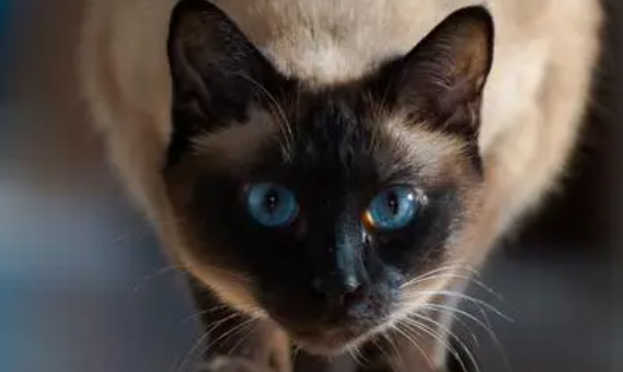 暹罗猫换猫砂不排便？暹罗猫不排便是什么原因