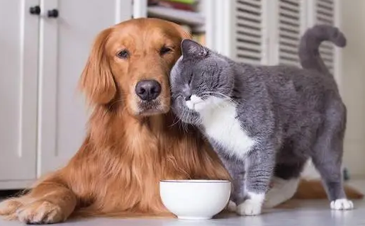 狗比猫好的理由辩论英语