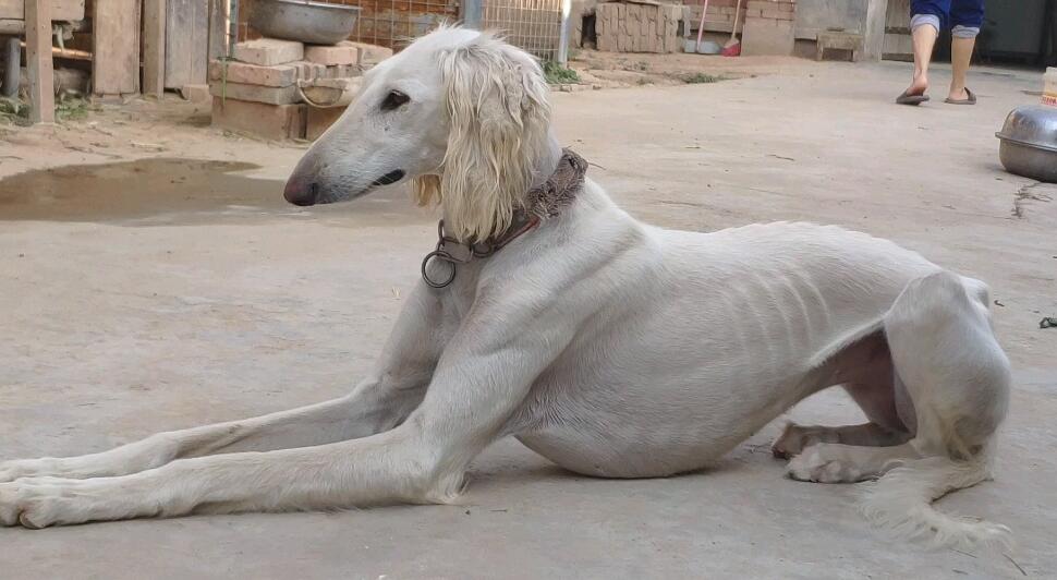 陕西细犬猎兔怎么样？