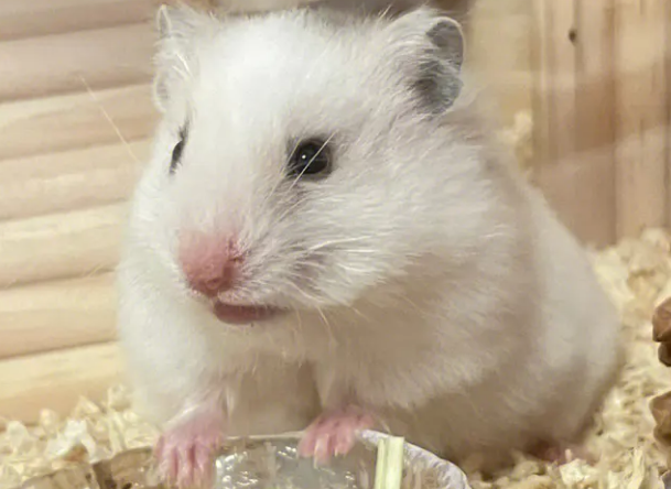 仓鼠白熊死了图片