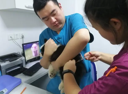 长春哪家宠物医院比较好 长春哪家宠物医院比较好
