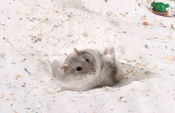 仓鼠浴沙是盐吗