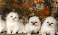 布偶猫很凶是什么原因？布偶猫很凶竟然是这么回事！