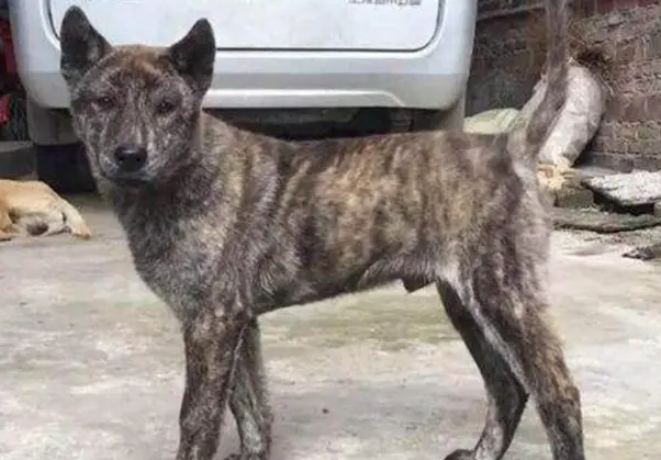 纯种虎斑犬特征极品 纯种虎斑犬特征极品