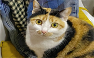 本土三花猫价格多少钱一只