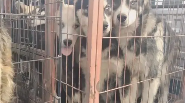 宠物和狗肉仅一线之隔?哈士奇幼犬脱困 宠物和狗肉仅一线之隔?哈士奇幼犬脱困
